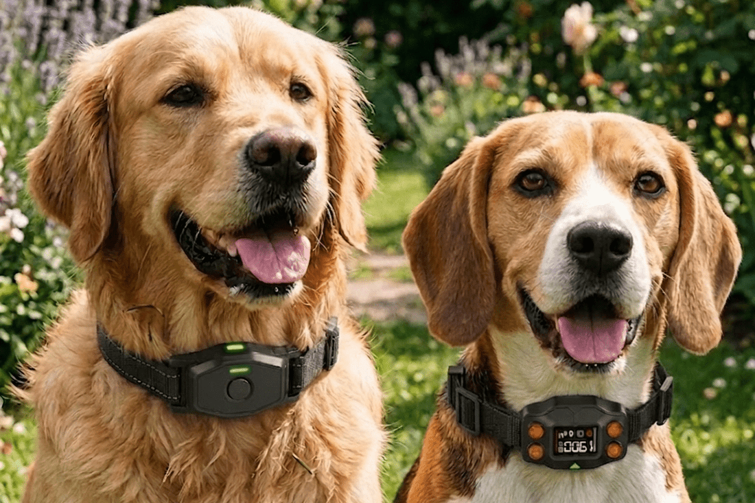 Comparing the F810+ and F830+ Wireless Dog Fences